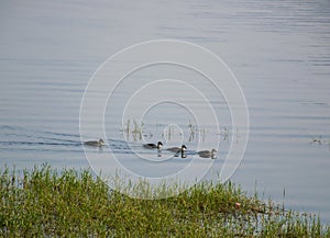 Ducks swimming in a lake