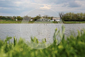 Ducks swimming in lake near village under sky with clouds