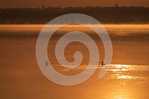 Ducks swimming on the lake at sunrise.