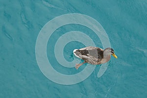 Ducks swimming in the Lake Weissensee in Carinthia, Austria