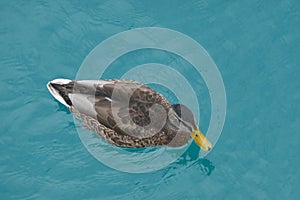 Ducks swimming in the Lake Weissensee in Carinthia, Austria