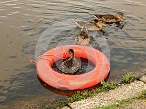 Ducks swimming lessons
