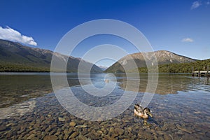 Ducks swimming at Nelson Lakes