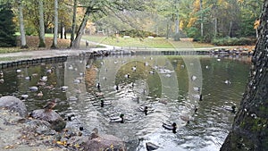 Ducks are swimming in the park with big old trees