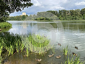 Ducks swimming in the Pekhorka river in summer. Moscow region, city of Balashikha, Russia