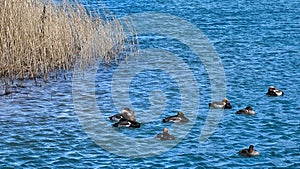 Ducks swimming in a pond at Blue Moon Valley, Kunming City, Yunnan, China