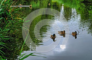 Ducks swimming in a pond