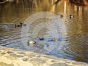 Ducks swimming in a pond in the swamps