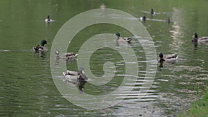 ducks swimming in a pond, tufted duck chasing another bird