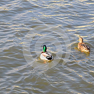 Ducks swimming in the pond. Wild mallard duck. Drakes and female