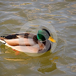 Ducks swimming in the pond. Wild mallard duck. Drakes and female