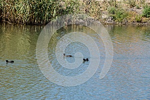 Ducks swimming in the pond. Wild mallard duck. Drakes and female