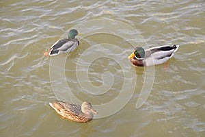 Ducks swimming in the pond. Wild mallard duck. Drakes and females
