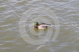 Ducks swimming in the pond. Wild mallard duck. Drakes and females