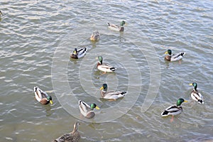 Ducks swimming in the pond. Wild mallard duck. Drakes and females