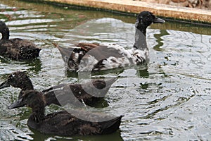 Ducks Swimming in a Pool