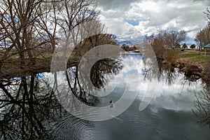 Ducks Swimming in Provo River