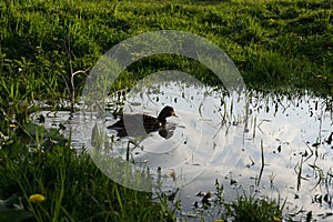 Ducks swimming in the puddle on meadow. Slovakia