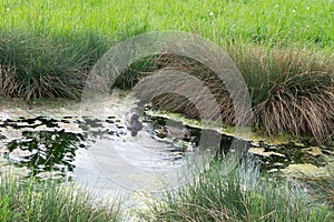 Ducks swimming in the puddle on meadow. Slovakia