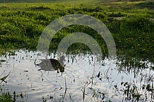 Kačice plávajúce v mláke na lúke. Slovensko