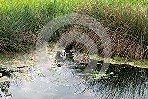 Ducks swimming in the puddle on meadow. Slovakia