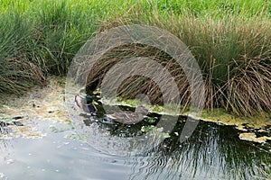 Kačice plávajúce v mláke na lúke. Slovensko