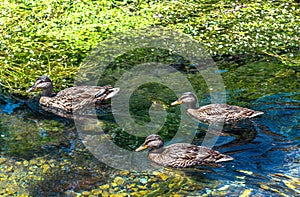 Ducks swimming in the river