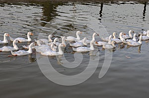 Ducks Swimming in a row in lake