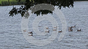 Ducks swimming in rows in a lake