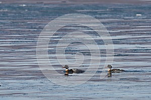 Ducks swimming in sea. Two Goosander Mergus merganser males in natural habitat. Diving pochard seabirds on the move.
