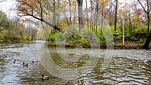 Ducks swimming in a small stream in the woods