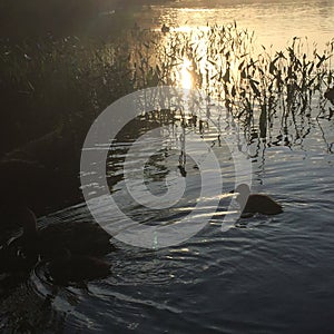 Ducks swimming at sunset