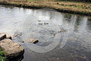 Ducks swimming upstream