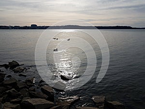 Ducks swimming in the water and rocks or stones and shore along Potomac river with sun