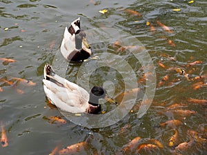Ducks swimming in water.Ducks on water scene. Ducks water. Ducks swim.