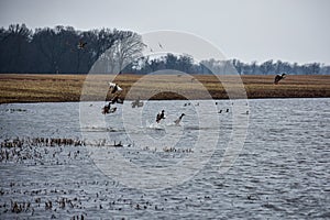 Ducks Taking Flight from a Pond