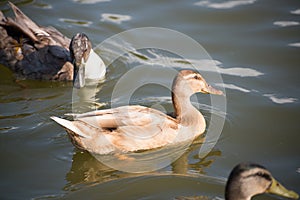 Ducks Tan duck closeup