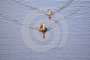 Ducks team up to fish along the banks of the island waterway