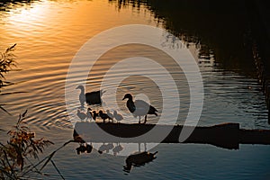 Ducks and their baby ducks in the sunset in Vlissingen, Nederland