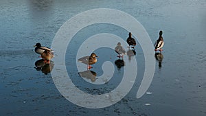 Ducks on the thin ice.