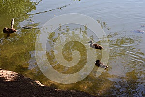 Ducks on the third lake..