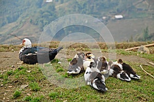 Ducks on top of Lao Cai mountain in Vietnam
