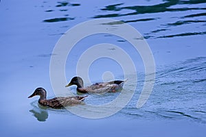 Ducks - twosome photo