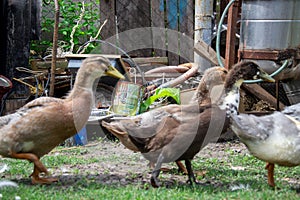 Ducks. Ukrainian village. Damascene bird