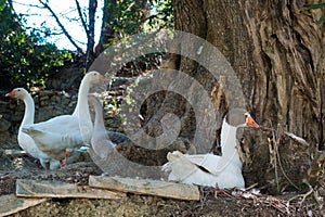 Ducks under an olive tree in Ereikoussa island, Greece