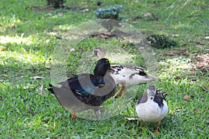 Ducks