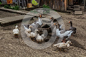 Ducks in Vlkolinec village in Nizke Tatry mountains, Slovak