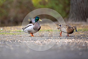 ducks waddle in park and look for food