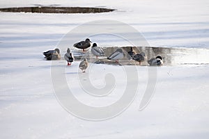 Ducks walk across the frozen lake to meet other ducks