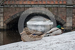 Ducks walk on the first snow on the city canal.